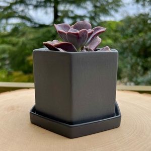 CHIVE Hexi Succulent Planter - Indoor/Outdoor Plant Pot & Saucer Gardening Gift